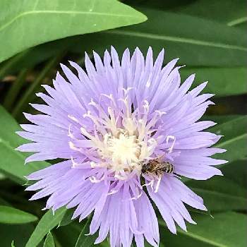 爽やかな色の画像 by みゆさん | 小さな庭とストケシアとスマホ撮影と今日も良い1日をと可愛い花と薄紫色と癒しの花と爽やかな色