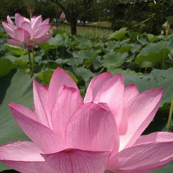 幸せのおすそわけの投稿画像一覧 Greensnap グリーンスナップ