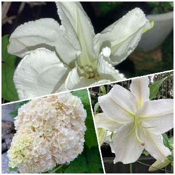 カシワバアジサイ・ハーモニーの画像 by MIさん | 小さな庭とカシワバアジサイ・ハーモニーとカシワバアジサイとカサブランカと夕顔と白い花