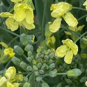 アブラナ科の投稿画像一覧 Greensnap グリーンスナップ