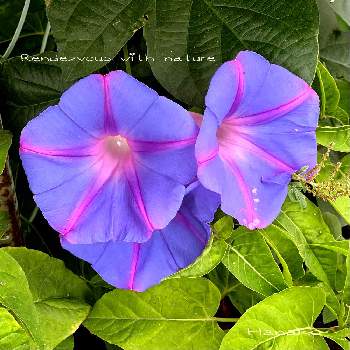 琉球朝顔 オーシャンブルーの投稿画像一覧 Greensnap グリーンスナップ