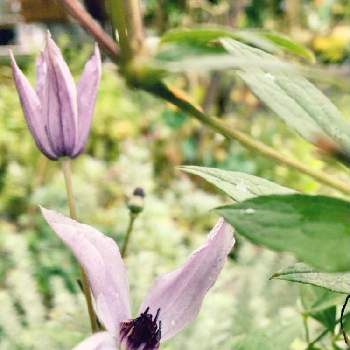 クレマチス 流星の投稿画像一覧 Greensnap グリーンスナップ