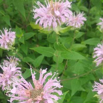 モナルダ タイマツソウ ベルガモット の投稿画像一覧 Greensnap グリーンスナップ