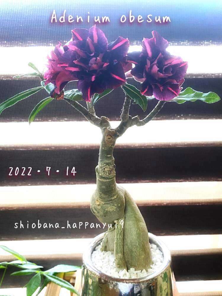 アデニウム・オベスム】開花までの記録!!|🍀GreenSnap アデニウム・オベスム】開花までの記録!!|🍀GreenSnap