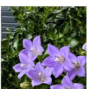 カンパニュラ メリーベル の投稿画像一覧 Greensnap グリーンスナップ