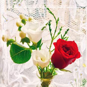白い実の画像 by Toshieさん | 窓辺とブルーアイス。とトルコキキョウ。とヒベリカムの実とお花の定期便とGSミニモニ。と花言葉と癒されると癒しの花といい香りと白い花と綺麗✨と白い実と赤いバラと素敵とブルーミー(bloomee)と楽しみ〜とたのしいとGS映えと花のある暮らしと楽しい時間