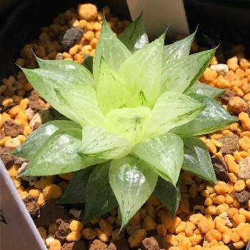 ハオルチア 氷砂糖の投稿画像一覧 Greensnap グリーンスナップ