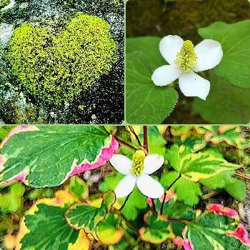 五色ドクダミの投稿画像一覧 Greensnap グリーンスナップ