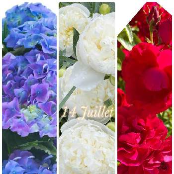 青い紫陽花の画像 by Cocoさん | rose rose roseとパリ祭とCoco日和とグリーンライフ♡とシャクヤク❤️Loversとnature lovers❤️と花のある生活と季節の花と花のある散歩道とLa vie en roseと14 Juilletと大好きな花と青い紫陽花