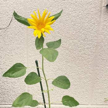 向日葵（ひまわり）の画像 by shochanさん | 小さな庭と向日葵（ひまわり）と黄色の花