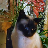 アマリリス,カスミソウ,雑種で凶暴な可愛い猫,こまりさん,玄関の画像