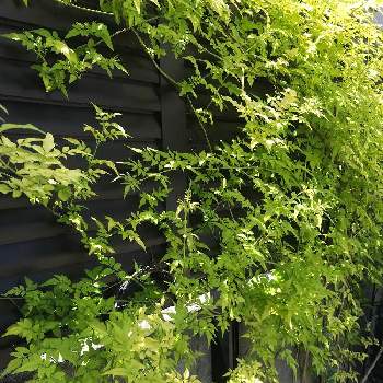 ジャスミン フィオナサンライズの投稿画像一覧 Greensnap グリーンスナップ