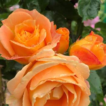 イングリッシュローズの画像 by ピオニーさん | お出かけ先とイングリッシュローズとバラと雨上がりとお花を愛でると可憐な花とオレンジ色の花と今日のお花と素敵な色合いと癒しの花と元気の源とお花好きの人と繋がりたいとバラを楽しむとばら バラ 薔薇と金曜ローズショー