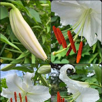 白花の画像 by okiさん | Lilyと白花と散歩中の花達