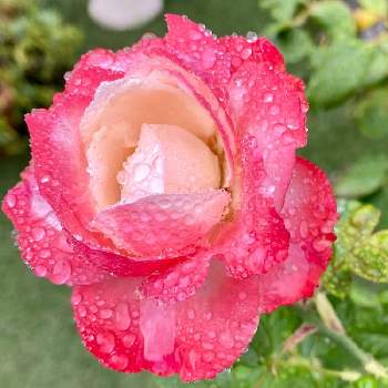 ノスタルジーの画像 by ヒロッピーさん | 小さな庭とノスタルジーと薔薇♡と雨の中と今日のお花