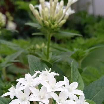 ペンタス 白の投稿画像一覧 Greensnap グリーンスナップ