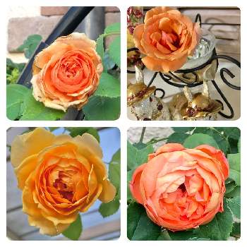 ロイヤルサンセットの画像 by ミルココさん | 小さな庭とゴールデンセレブレーションとラベルポーとロイヤルサンセットとレディエマハミルトンとバラとばら バラ 薔薇とバラのある暮らしとオレンジ色のバラと癒しのバラとバラが好きと花のある暮らしと香りのバラ