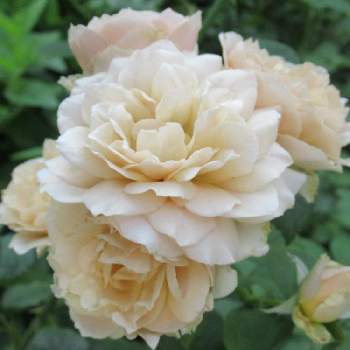 バラ いおりの画像 by hinataさん | 小さな庭とバラ いおりと日向と和ばらと茶バラがすきと茶系のバラと鉢植え
