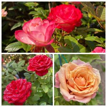 可愛い⭐︎の画像 by くう～⭐️さん | 広い庭とお花大好き♡と可愛い⭐︎と癒しと今日のお花と庭に咲いているお花とGSに感謝