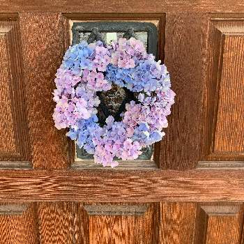 紫陽花アレンジの投稿画像一覧 Greensnap グリーンスナップ