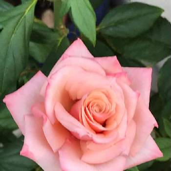 爽やかな色の画像 by みゆさん | 小さな庭とバラ　タマラコルダーナとスマホ撮影と今日も良い1日をと可愛い花とピンクと癒しの花と爽やかな色