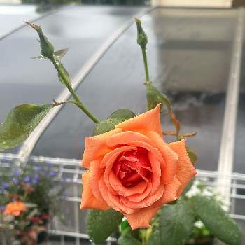 ロイヤルサンセットの画像 by ピオニーさん | 小さな庭とロイヤルサンセットと小さな庭♡と挿木のバラと鉢でバラを育てる
