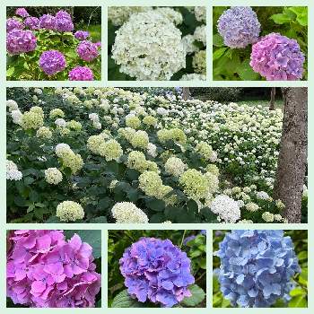神戸市立森林植物園の画像 by りえさん | お出かけ先と可愛いお花と緑に癒されるとカラフルお花と街中で見つけたと花に癒されると神戸市立森林植物園とお花好きと花が好き