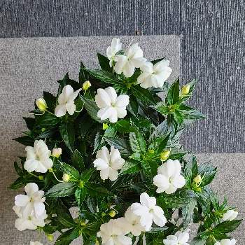 ホームセンターコーナンの投稿画像一覧 Greensnap グリーンスナップ