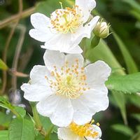 ノイバラ,山野草,花木,樹木,バラ科の画像