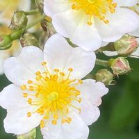 ノイバラ,山野草,花木,樹木,バラ科の画像