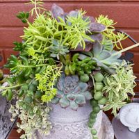 多肉,多肉植物 寄せ植え,多肉植物,鉢植え,多肉ギャザリングの画像
