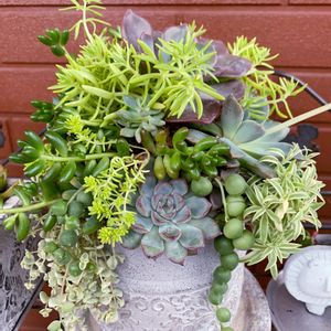 多肉,多肉植物 寄せ植え,多肉植物,鉢植え,多肉ギャザリングの画像