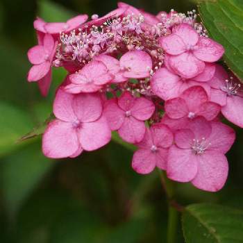 ピンクの紫陽花の投稿画像一覧 Greensnap グリーンスナップ