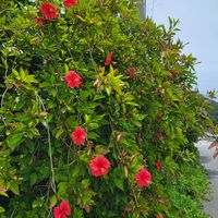 ハイビスカス,赤い花,多肉初心者,沖縄,南の島の画像
