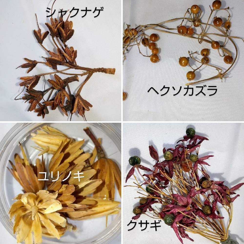 木の実のツリー】【木の実のまとめ】｜🍀GreenSnap（グリーンスナップ）