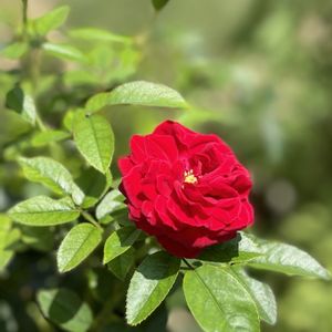 薔薇　レッド・キャプテン/トゥルー・ブルーム,庭の花,夏の花,花のある暮らし,バラが咲いたよの画像