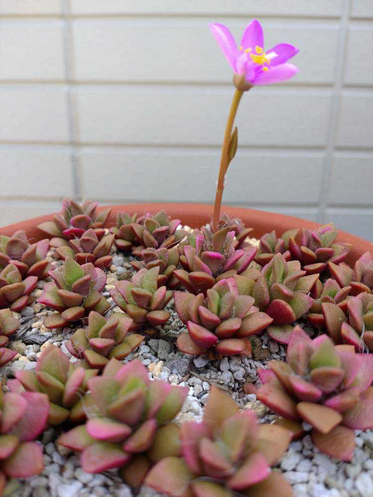 【人気No.1】 桜吹雪と春夢殿の実生｜🍀GreenSnap（グリーンスナップ） その他多肉植物