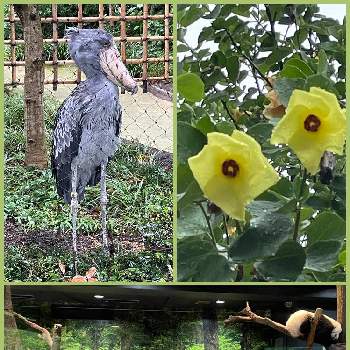 上野動物園の画像 by poochanさん | お出かけ先とハマボウと上野動物園と黄色い花