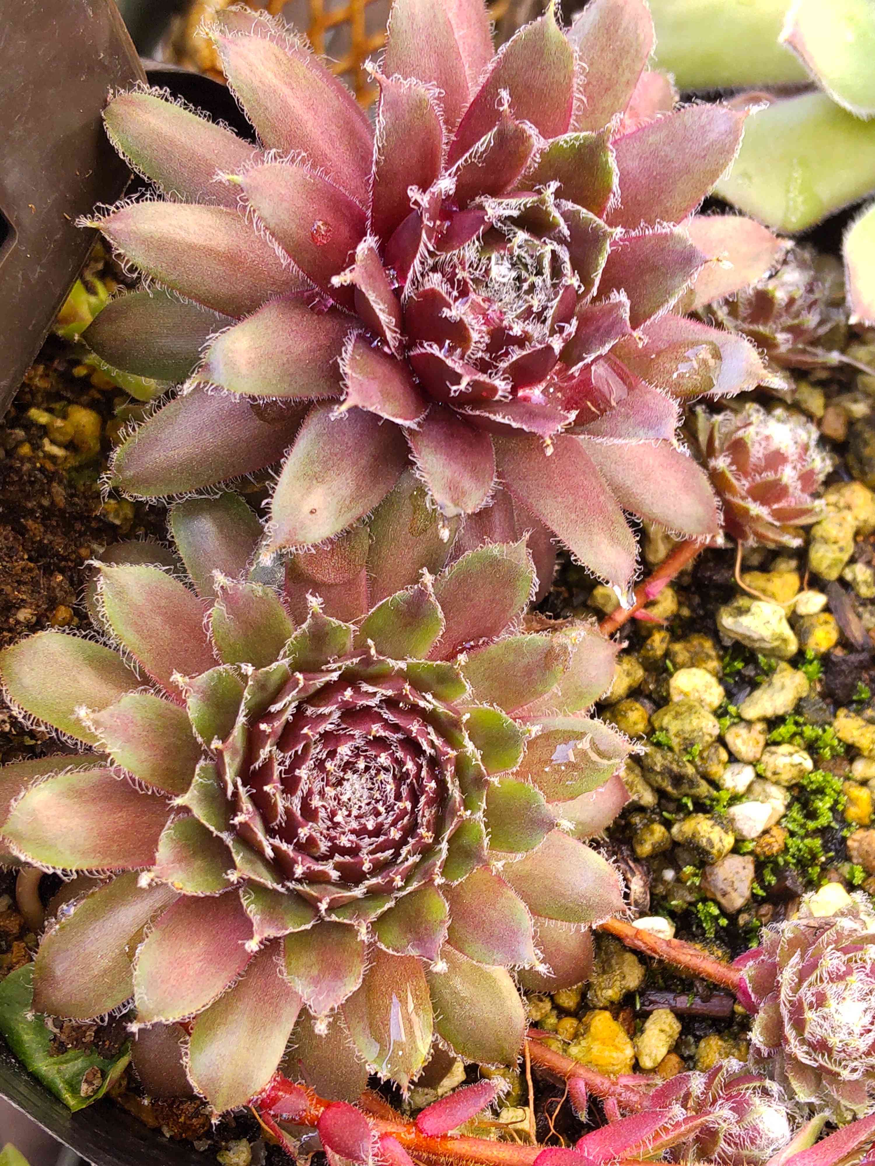 センペルビウム アルファの一覧｜🍀GreenSnap（グリーンスナップ）