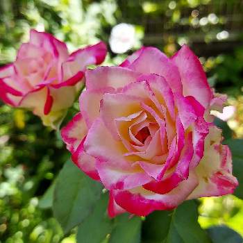 鉢植えのバラの画像 by IKUMAMAさん | 小さな庭とカワイイ～☺️と咲いてくれてありがとう❤とおうち園芸と鉢植えのバラとバラ・ミニバラとバラを楽しむと癒し♡