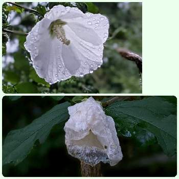 ドッグラン✽の画像 by 秋草さん | 広い庭とムクゲとドッグラン✽とムクゲ✽と木に咲く花と雫・雨粒✽と白い花