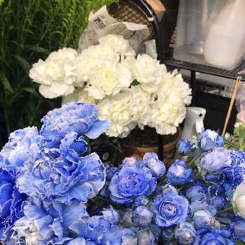 染め花の投稿画像一覧 Greensnap グリーンスナップ