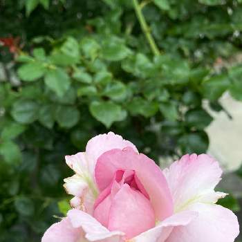 地植え大好きの画像 by ジャクリーヌデュプレさん | 小さな庭と猛暑日と地植え大好きとピンクの花が好きと可愛いお花と元気もらえる