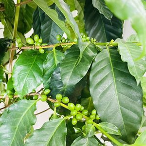 コーヒーの木,グリーンインテリア,収穫,個性的,グリーンのある暮らしの画像
