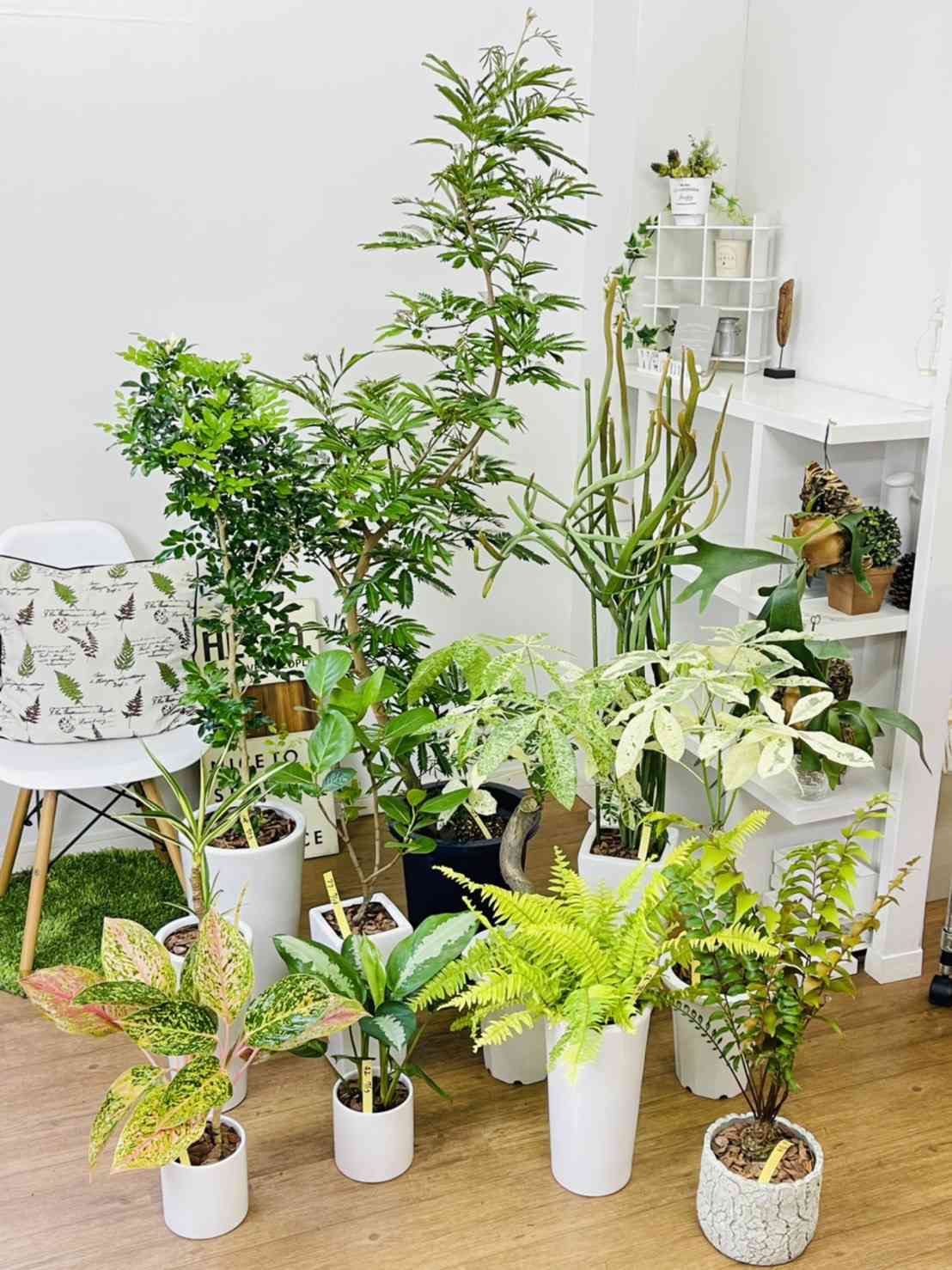 ユッカ・サムライソウルブライドの一覧｜🍀GreenSnap（グリーン