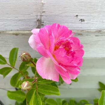 ジャスミーナの投稿画像一覧 Greensnap グリーンスナップ