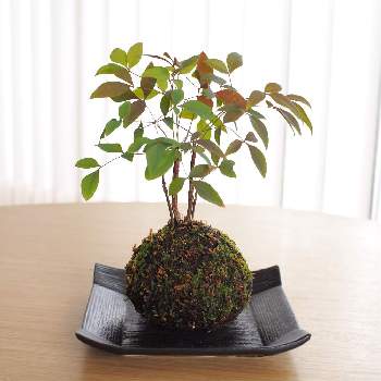 笹葉南天の投稿画像一覧 Greensnap グリーンスナップ 笹葉南天の投稿画像一覧 Greensnap グリーンスナップ