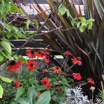 夏らしい！の画像 by フクフクさん | エキナセアと7月と夏の花と赤い花と夏らしい！と地植え