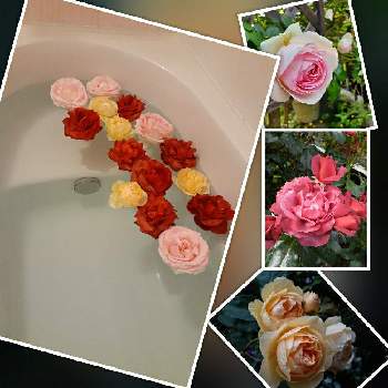 お庭の記録の画像 by アンジェラさん | 小さな庭とばら バラ 薔薇とお庭の記録とごちゃごちゃガーデンとマイガーデンと季節の花とおうち園芸と今日のお花とはなのあるくらし