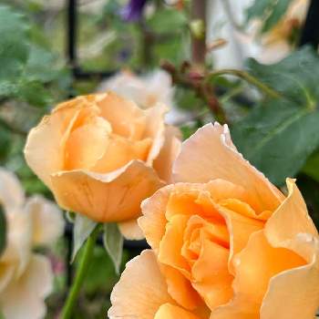 ジャスト・ジョーイの画像 by マルチルさん | 小さな庭とばら バラ 薔薇とおうち園芸と花のある暮らしとジャスト・ジョーイと北国のガーデニングと庭の宿根草